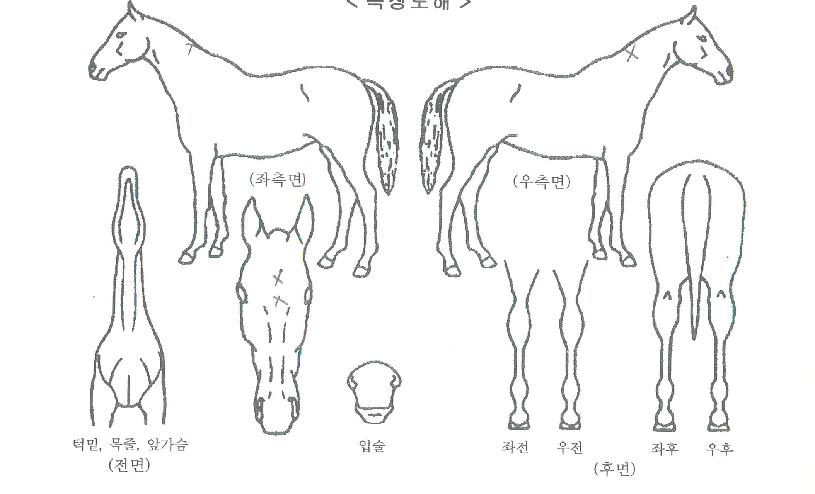 ¿ùµåµå¸²ÀÚ¸¶ÀÇ Ãø¸é,¿ì¸é,µÞ¸é,µÎ»ó,´Ù¸®ÀÇ Æ¯Â¡µµÇØ