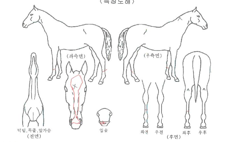 �Ǵ����� ����,���,�޸�,�λ�,�ٸ��� Ư¡����