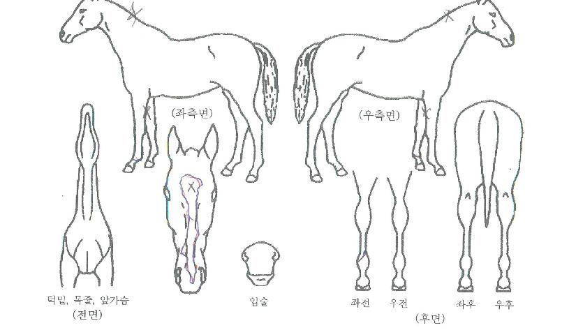 �Ƹ��ٿ�ð��ڸ��� ����,���,�޸�,�λ�,�ٸ��� Ư¡����