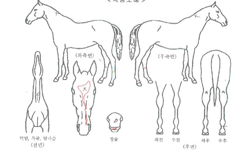 ´ÚÅͽÃÀúÀÇ Ãø¸é,¿ì¸é,µÞ¸é,µÎ»ó,´Ù¸®ÀÇ Æ¯Â¡µµÇØ