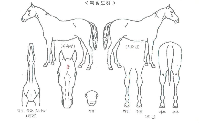 Á¤¹®ÁúÁÖÀÇ Ãø¸é,¿ì¸é,µÞ¸é,µÎ»ó,´Ù¸®ÀÇ Æ¯Â¡µµÇØ