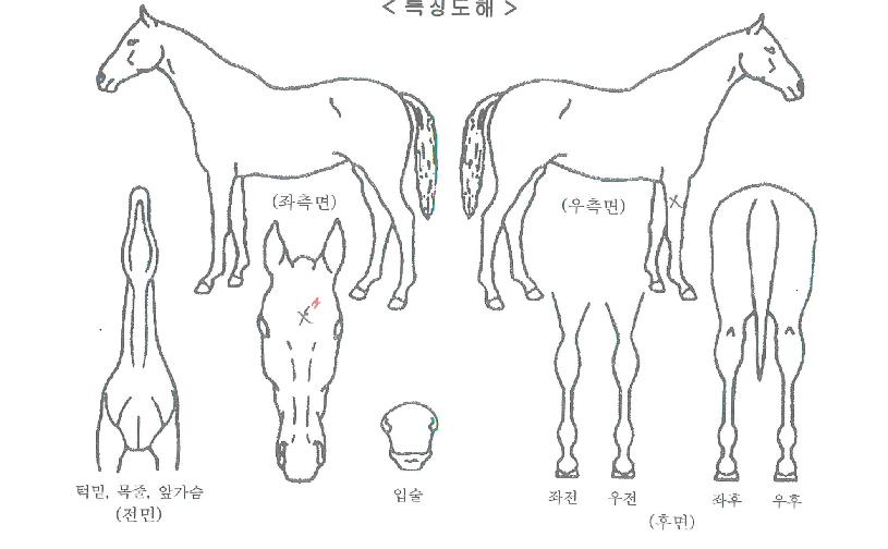 ¾Æ³Ê½º¸¶°íÀÇ Ãø¸é,¿ì¸é,µÞ¸é,µÎ»ó,´Ù¸®ÀÇ Æ¯Â¡µµÇØ