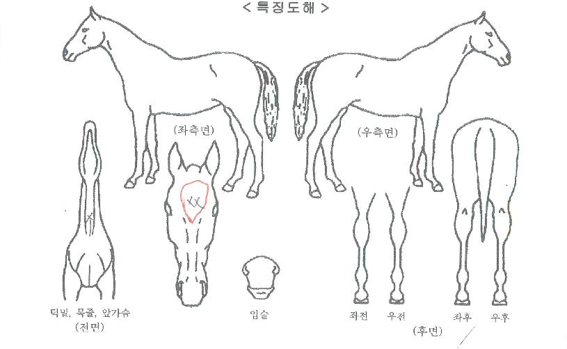 �����극���� ����,���,�޸�,�λ�,�ٸ��� Ư¡����