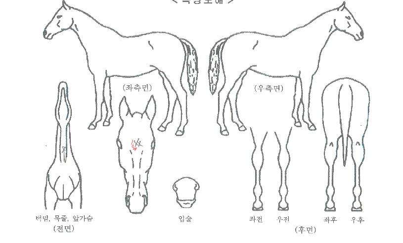 À㳪¹«±æÀÇ Ãø¸é,¿ì¸é,µÞ¸é,µÎ»ó,´Ù¸®ÀÇ Æ¯Â¡µµÇØ