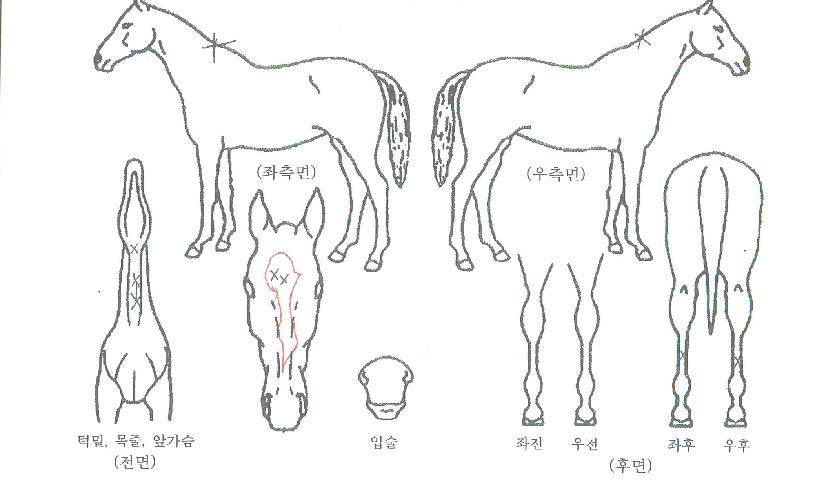 �ν»�ķ���� ����,���,�޸�,�λ�,�ٸ��� Ư¡����