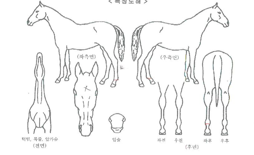 ½´ÆÃ¸®¹ö½ºÀÇ Ãø¸é,¿ì¸é,µÞ¸é,µÎ»ó,´Ù¸®ÀÇ Æ¯Â¡µµÇØ