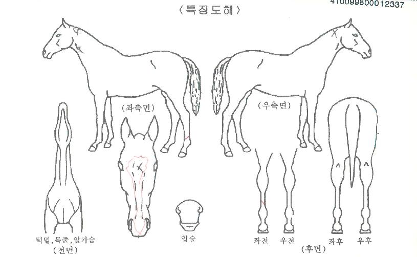 ¸ÚÁøÇÏ·çÀÇ Ãø¸é,¿ì¸é,µÞ¸é,µÎ»ó,´Ù¸®ÀÇ Æ¯Â¡µµÇØ