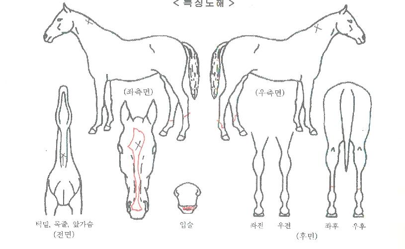 ÄÉÀ̺ñ·±¿þÀÌÀÇ Ãø¸é,¿ì¸é,µÞ¸é,µÎ»ó,´Ù¸®ÀÇ Æ¯Â¡µµÇØ