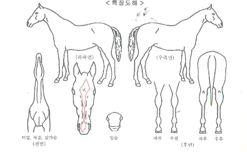 À¯ÄèÇѼ±ÅÃÀÇ Ãø¸é,¿ì¸é,µÞ¸é,µÎ»ó,´Ù¸®ÀÇ Æ¯Â¡µµÇØ