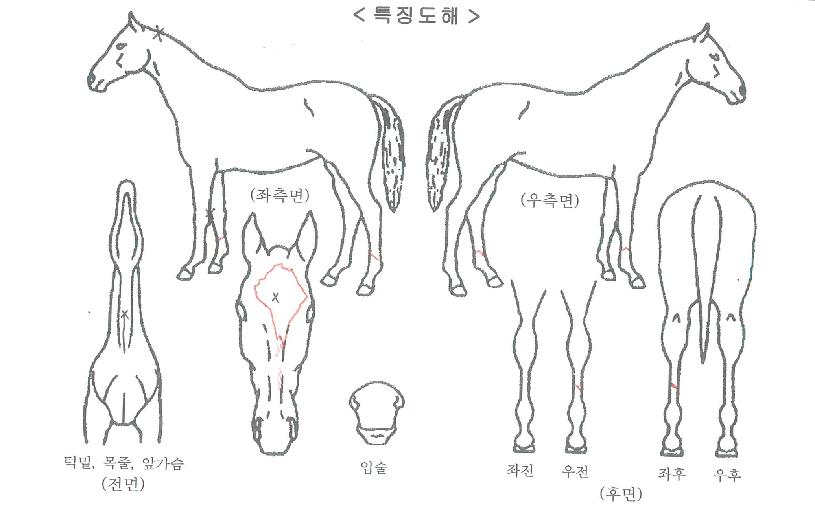 ����������� ����,���,�޸�,�λ�,�ٸ��� Ư¡����