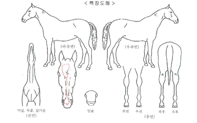 ¸¶ÄÚ¸¶ÀÚ¸¶ÀÇ Ãø¸é,¿ì¸é,µÞ¸é,µÎ»ó,´Ù¸®ÀÇ Æ¯Â¡µµÇØ