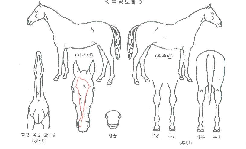 ��Ÿĳġ�� ����,���,�޸�,�λ�,�ٸ��� Ư¡����