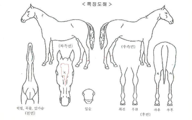 Àº¼ºÀ§³ÊÀÇ Ãø¸é,¿ì¸é,µÞ¸é,µÎ»ó,´Ù¸®ÀÇ Æ¯Â¡µµÇØ