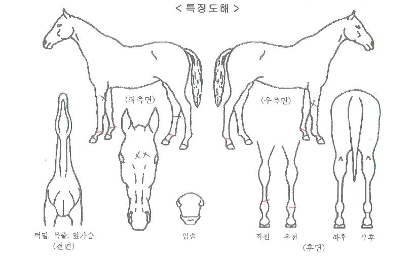 ¸Å¸ÓµåÀÚ¸¶ÀÇ Ãø¸é,¿ì¸é,µÞ¸é,µÎ»ó,´Ù¸®ÀÇ Æ¯Â¡µµÇØ