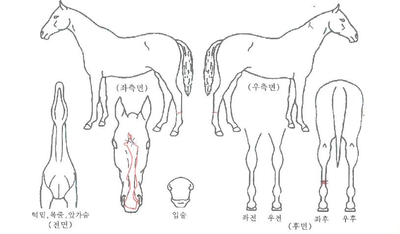 ¸¶µå·¹À̸ÞÀÌÀÚ¸¶ÀÇ Ãø¸é,¿ì¸é,µÞ¸é,µÎ»ó,´Ù¸®ÀÇ Æ¯Â¡µµÇØ