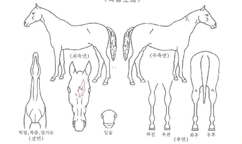 ½ºÅè¾î°ÔÀÎÀÇ Ãø¸é,¿ì¸é,µÞ¸é,µÎ»ó,´Ù¸®ÀÇ Æ¯Â¡µµÇØ