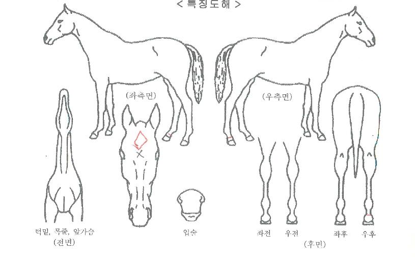 ¼¾ÅÒÀÚ¸¶ÀÇ Ãø¸é,¿ì¸é,µÞ¸é,µÎ»ó,´Ù¸®ÀÇ Æ¯Â¡µµÇØ