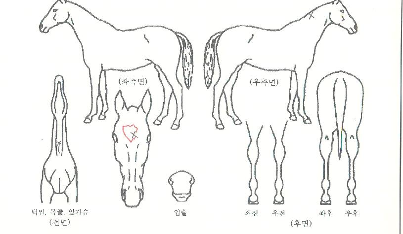 ���ڸ��ڸ��� ����,���,�޸�,�λ�,�ٸ��� Ư¡����