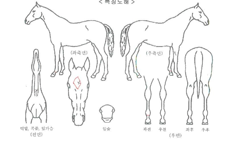 Å·º¸½ºÀÇ Ãø¸é,¿ì¸é,µÞ¸é,µÎ»ó,´Ù¸®ÀÇ Æ¯Â¡µµÇØ