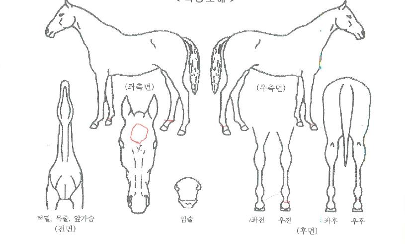 �ٹ�Ʈ���� ����,���,�޸�,�λ�,�ٸ��� Ư¡����