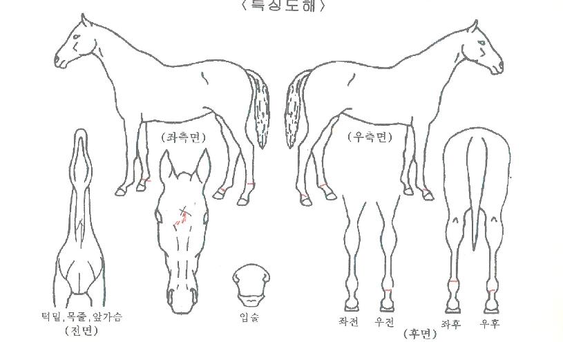 �׷���Ʈûȣ�� ����,���,�޸�,�λ�,�ٸ��� Ư¡����