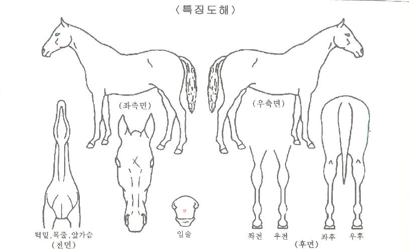 ��뿩���ڸ��� ����,���,�޸�,�λ�,�ٸ��� Ư¡����