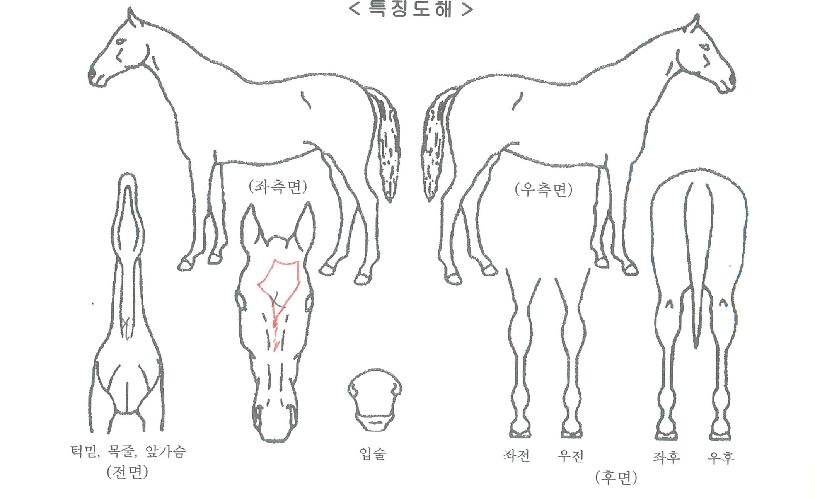 �Ӵ���ũ�� ����,���,�޸�,�λ�,�ٸ��� Ư¡����