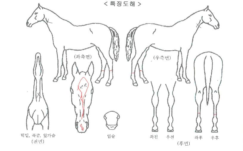 �ݺ����屺�� ����,���,�޸�,�λ�,�ٸ��� Ư¡����