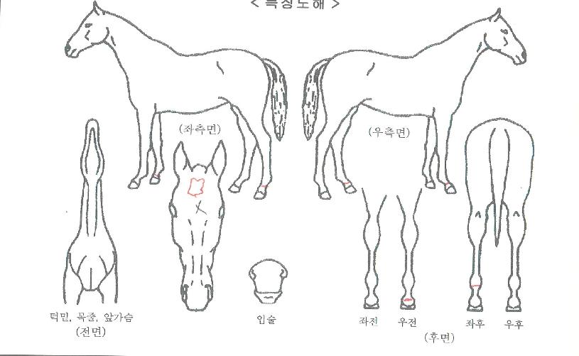 �ֶ����� ����,���,�޸�,�λ�,�ٸ��� Ư¡����