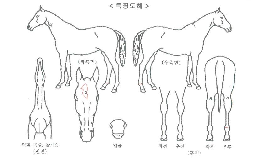 ��ٸ������� ����,���,�޸�,�λ�,�ٸ��� Ư¡����