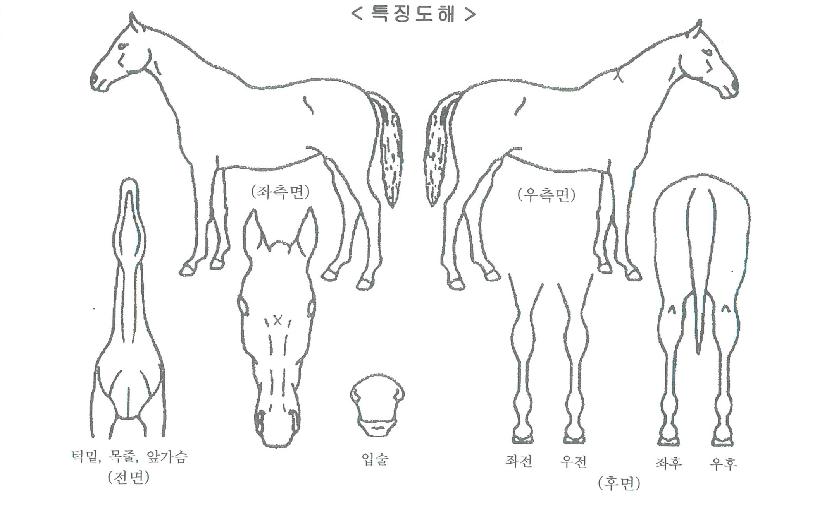 ±ÝÀǸÇÀÇ Ãø¸é,¿ì¸é,µÞ¸é,µÎ»ó,´Ù¸®ÀÇ Æ¯Â¡µµÇØ