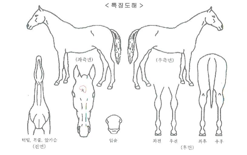 ¾ßÈ£ÇÁ·¹ÁîÀÚ¸¶ÀÇ Ãø¸é,¿ì¸é,µÞ¸é,µÎ»ó,´Ù¸®ÀÇ Æ¯Â¡µµÇØ