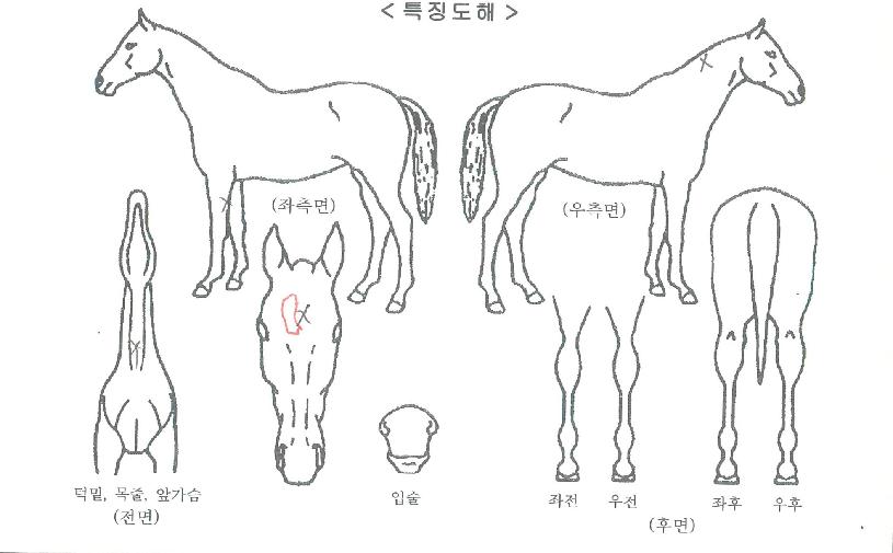 �۷ι�ĳó�� ����,���,�޸�,�λ�,�ٸ��� Ư¡����