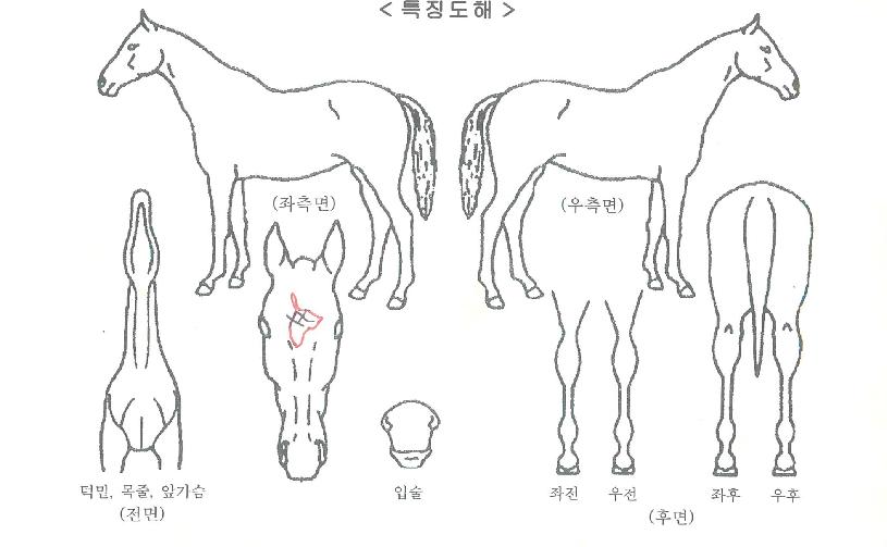 ���������� ����,���,�޸�,�λ�,�ٸ��� Ư¡����