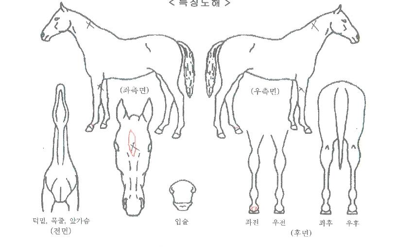 ºÒÀǰËÀÇ Ãø¸é,¿ì¸é,µÞ¸é,µÎ»ó,´Ù¸®ÀÇ Æ¯Â¡µµÇØ