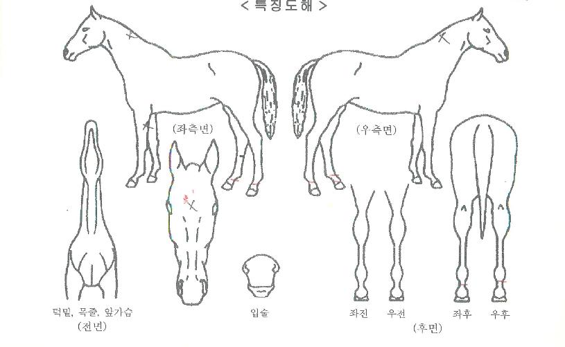 ºÒÀÇ¿©½ÅÀÇ Ãø¸é,¿ì¸é,µÞ¸é,µÎ»ó,´Ù¸®ÀÇ Æ¯Â¡µµÇØ