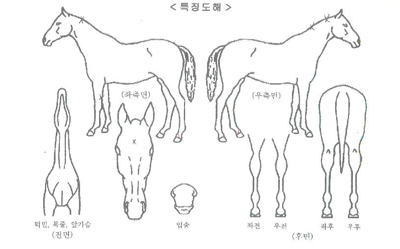ÇöóÀ׸®°ÉÀÇ Ãø¸é,¿ì¸é,µÞ¸é,µÎ»ó,´Ù¸®ÀÇ Æ¯Â¡µµÇØ