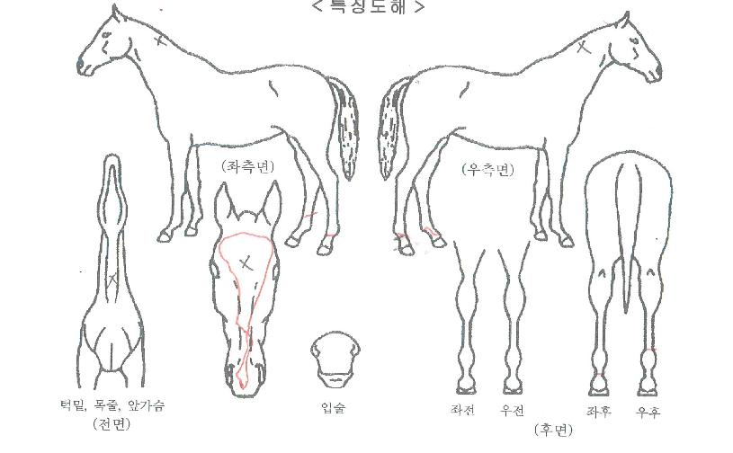 À¯·Î½ºÅ¸ÀÇ Ãø¸é,¿ì¸é,µÞ¸é,µÎ»ó,´Ù¸®ÀÇ Æ¯Â¡µµÇØ