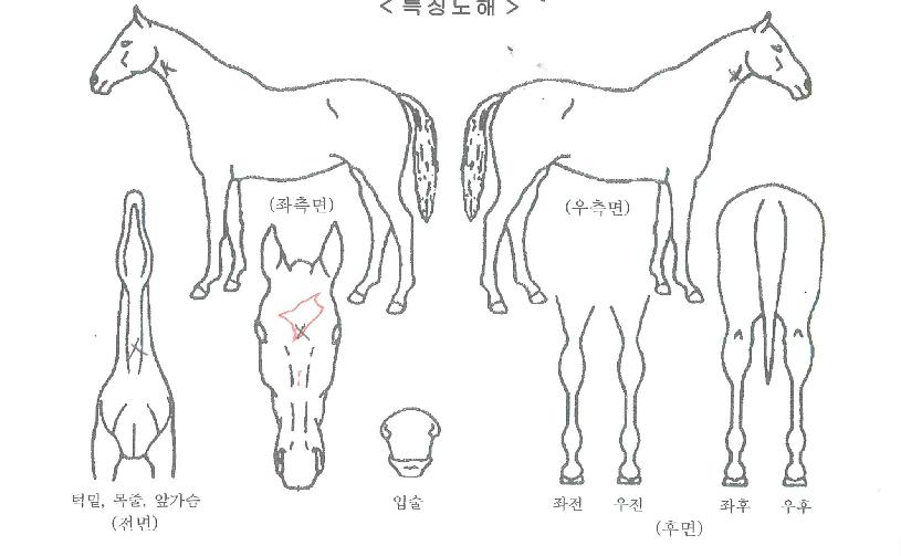 �׸����İ��� ����,���,�޸�,�λ�,�ٸ��� Ư¡����