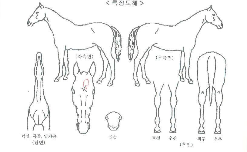 ÀϹøÁöÀÇ Ãø¸é,¿ì¸é,µÞ¸é,µÎ»ó,´Ù¸®ÀÇ Æ¯Â¡µµÇØ