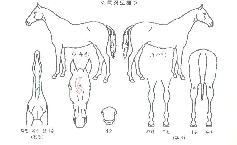 ¿µ¼ºÇÁ¸°½ºÀÇ Ãø¸é,¿ì¸é,µÞ¸é,µÎ»ó,´Ù¸®ÀÇ Æ¯Â¡µµÇØ