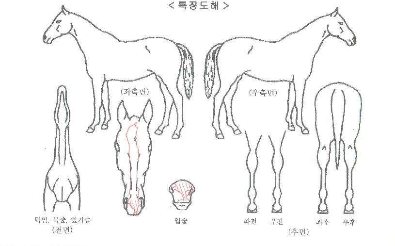 ÇÇÄÚŸÀÓÀÚ¸¶ÀÇ Ãø¸é,¿ì¸é,µÞ¸é,µÎ»ó,´Ù¸®ÀÇ Æ¯Â¡µµÇØ