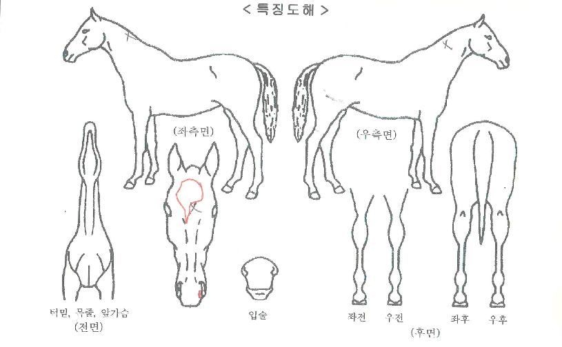 ���ƿ¿����ڸ��� ����,���,�޸�,�λ�,�ٸ��� Ư¡����