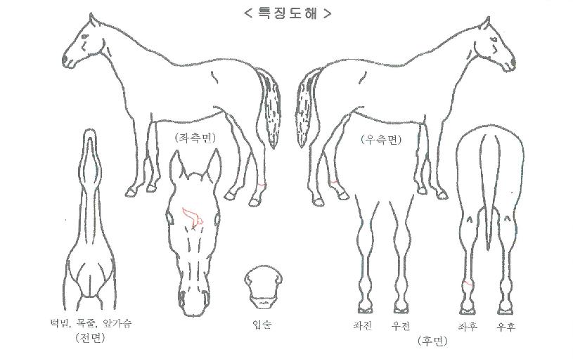 Áö»ó¿©Á¦ÀÚ¸¶ÀÇ Ãø¸é,¿ì¸é,µÞ¸é,µÎ»ó,´Ù¸®ÀÇ Æ¯Â¡µµÇØ