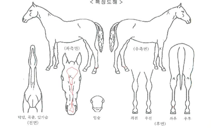 ½ºÆä¼ÈÀ©µåÀÇ Ãø¸é,¿ì¸é,µÞ¸é,µÎ»ó,´Ù¸®ÀÇ Æ¯Â¡µµÇØ