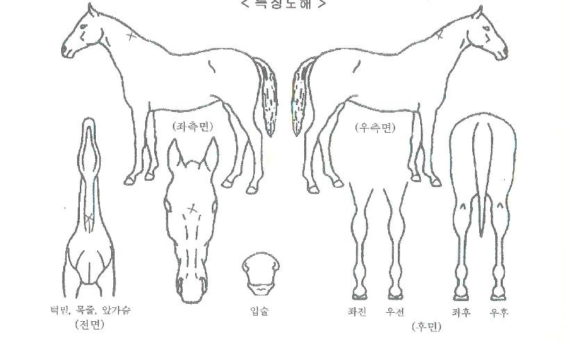 ¿ø´õǮƮ¸¯½ºÀÇ Ãø¸é,¿ì¸é,µÞ¸é,µÎ»ó,´Ù¸®ÀÇ Æ¯Â¡µµÇØ