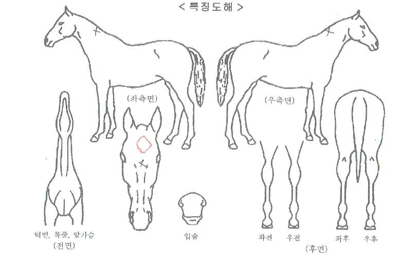 ���ӵ����� ����,���,�޸�,�λ�,�ٸ��� Ư¡����