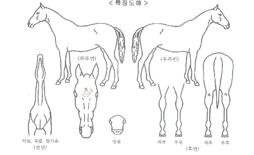 ºñºí¸®ÄÃÆ÷ÀÎÆ®ÀÚ¸¶ÀÇ Ãø¸é,¿ì¸é,µÞ¸é,µÎ»ó,´Ù¸®ÀÇ Æ¯Â¡µµÇØ