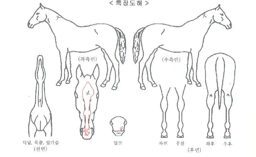 ºù°í¸ÇÀÇ Ãø¸é,¿ì¸é,µÞ¸é,µÎ»ó,´Ù¸®ÀÇ Æ¯Â¡µµÇØ