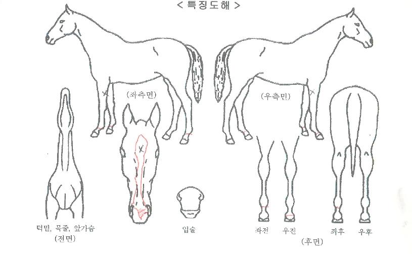 ÇÔ¾çÀº»ê»ïÀÇ Ãø¸é,¿ì¸é,µÞ¸é,µÎ»ó,´Ù¸®ÀÇ Æ¯Â¡µµÇØ